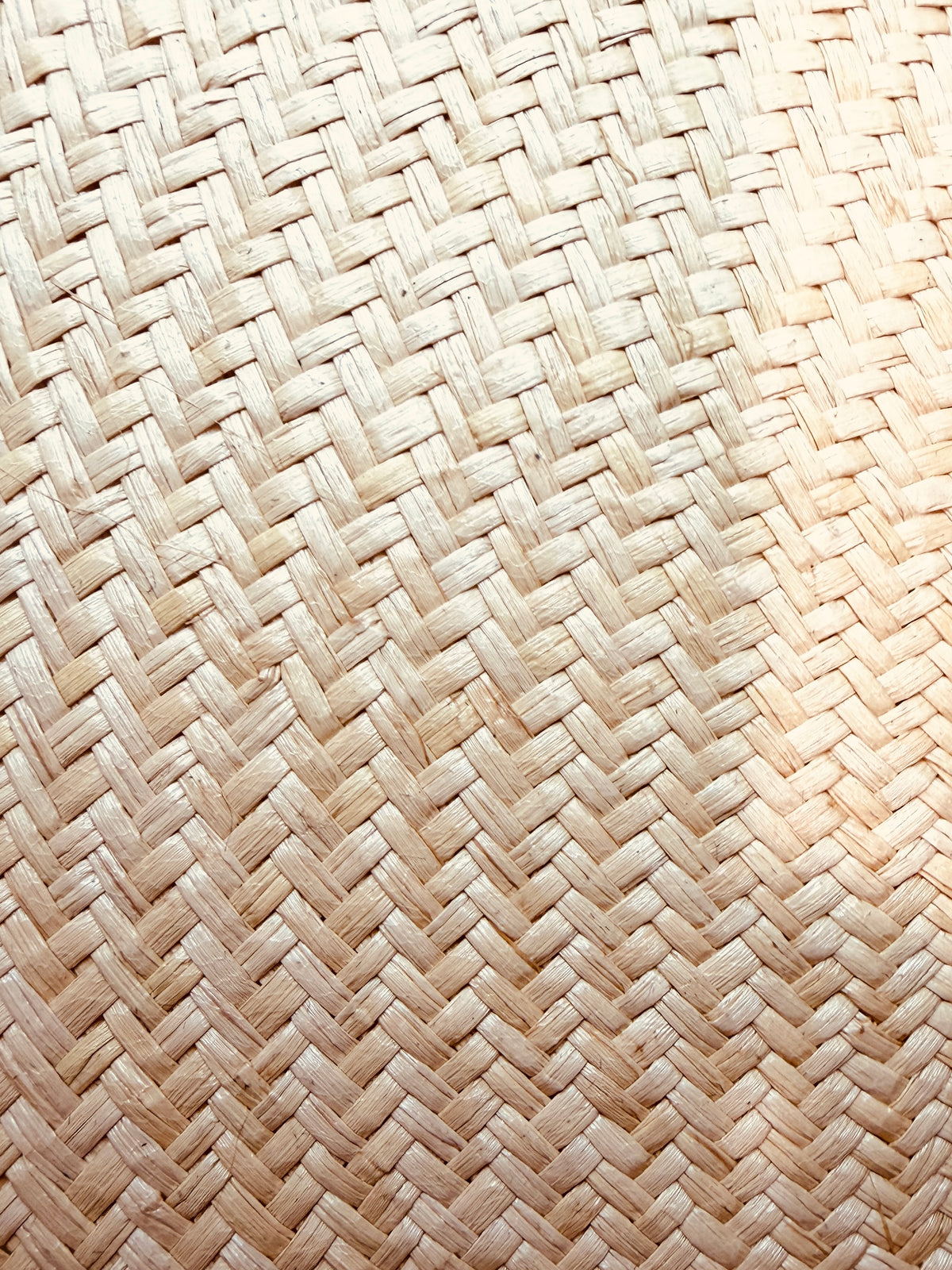 "Fernández y Roche"  Panama Bolero "Olive" Hat with Olive Ribbon Hatband