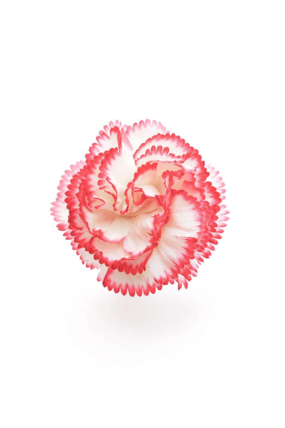 White & Rose Flamenco Carnation Hair Flower